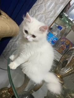 Persian  Female kitten