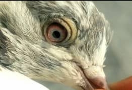 pigeons.            qasid pigeon.     fancy pigeons