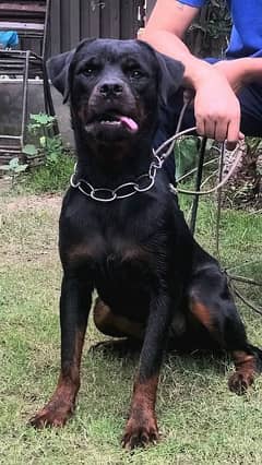 Rottweiler Pedigree Female