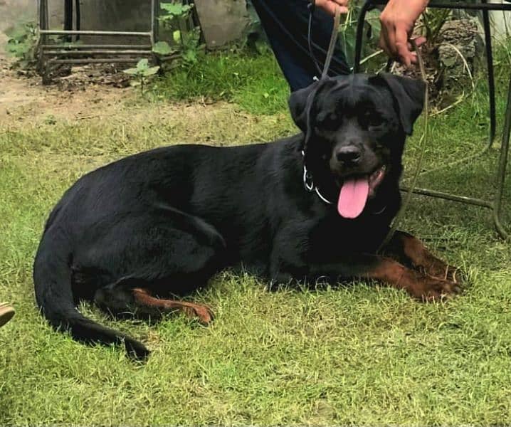 Rottweiler Pedigree Female 1