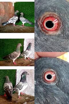 polish /golden/ ferozpuri/ kasori mix pigeon / کبوتر