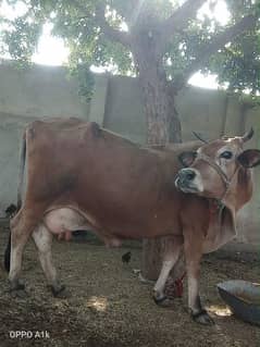 cow punjabi