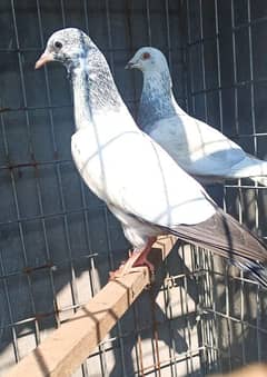 pigeon breeder pair for sale urgent