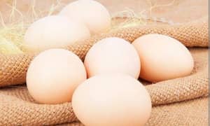 Aseel Eggs hai pure 0304927357