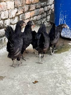 Black Australorp hens | Golden misri | Desi Hens