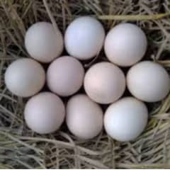 Furtile Desi Eggs