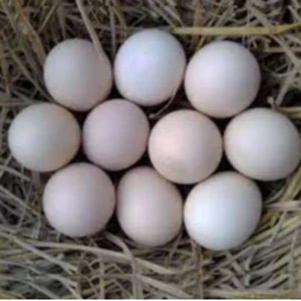 Furtile Desi Eggs 0