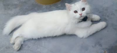 female Persian cat