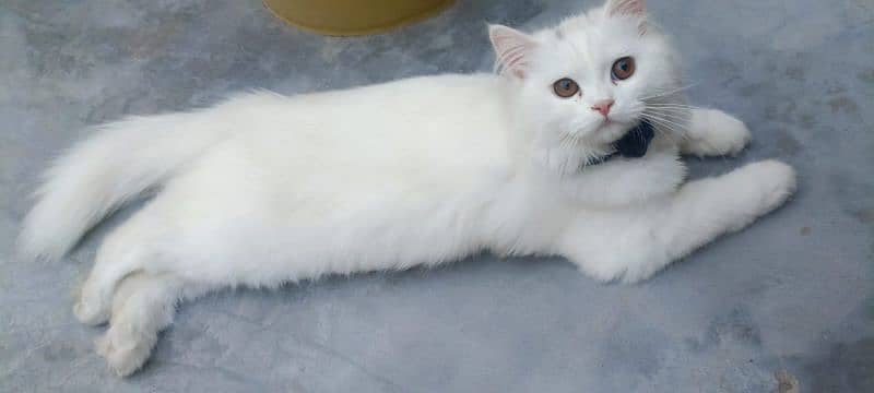 female Persian cat 0