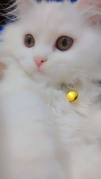 female Persian cat 1