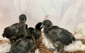 Selling Ayam cemani chicks