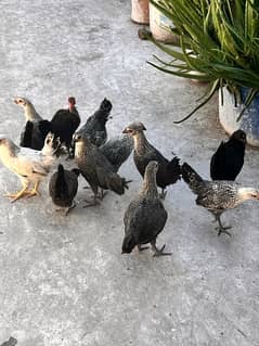 Black Australorp hens | Golden misri | Desi Hens