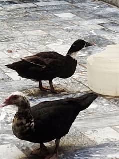 duck pair for sale location khushab