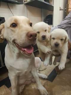 AMERICAN FEMALE LABRADOR PUPPIES