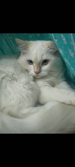 Himalayan and Persian Male cat