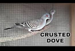 crusted dove breeder pairs 0