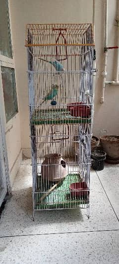 budgie two  portion cage box option and one pair budgie male female