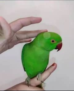 0321/8577/966 green parrot/ ringnack handtamed male/ female