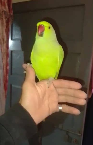 0321/8577/966 green parrot/ ringnack handtamed male/ female 3