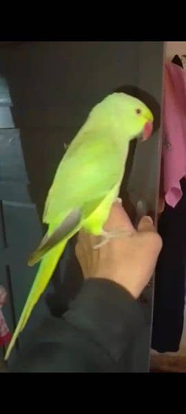 0321/8577/966 green parrot/ ringnack handtamed male/ female 4