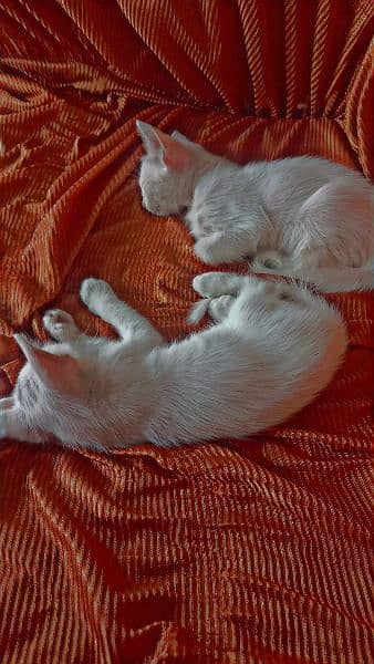 White Kittens 1