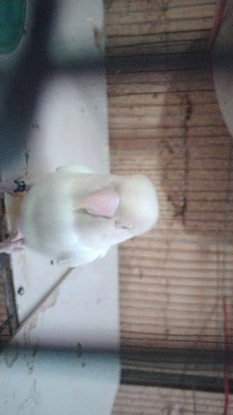 albino red eye pair 5