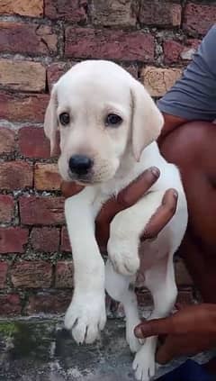 Labrador Female puppy | labra puppy | Labrador  | dog for sale