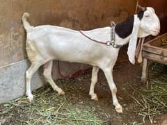 goat for sale