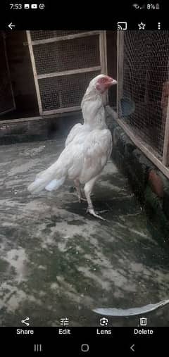 heera aseel hen available