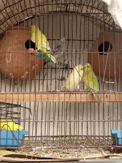 Australian parrot for sale