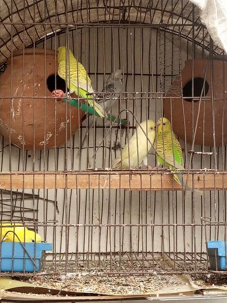 Australian parrot for sale 0