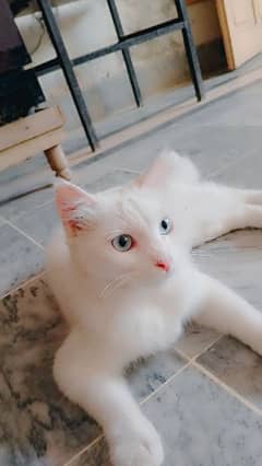 very  cute cat