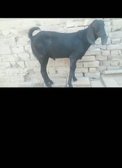 kala bakra