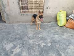 German Shepherd female available  | dog | GSD