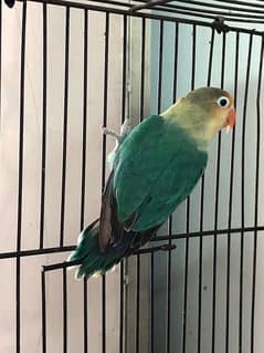 Parblue female for sale split ino split blue whatsapp 03304000731