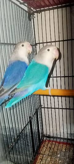 Love Birds breeder pairs