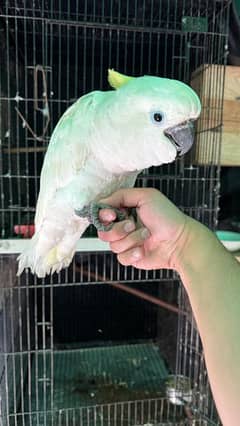 cockatoo