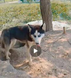 siberian husky female