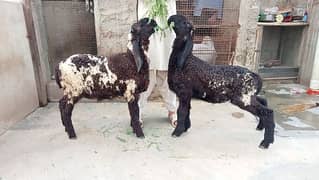 black larkana jori