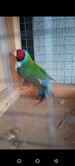 GOULDIAN MALE PIED PAIR