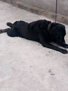 labra dog  urgent sale