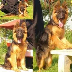 Tripple coat German shepherd female