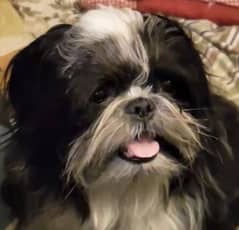 Shih tzu/Shitzu Highly Pedigreed Female for sale