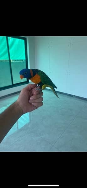 Hand Tamed Lorikeet for Sale 1