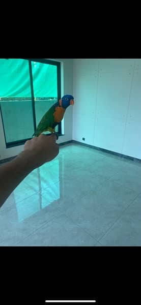 Hand Tamed Lorikeet for Sale 2