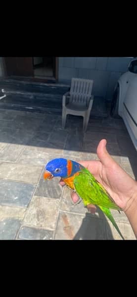 Hand Tamed Lorikeet for Sale 3