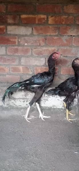 Aseel pair for sale 0