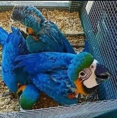 Blue and Red macaw chicks parrot age 5 month for sale