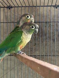 Breeder pair available for sale /kanor/kanur/conure 0