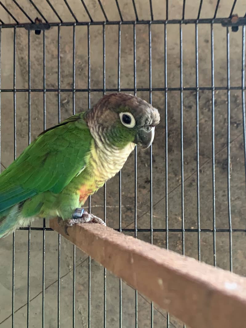 Breeder pair available for sale /kanor/kanur/conure 1